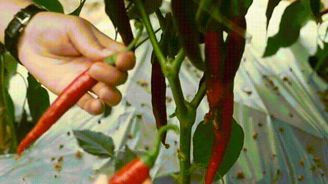 成都人屋头必有1罐！麻将胡了我敢赌：每个(图10)